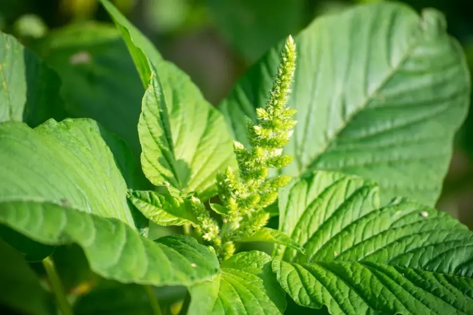 Laskavec (Amaranthus) 