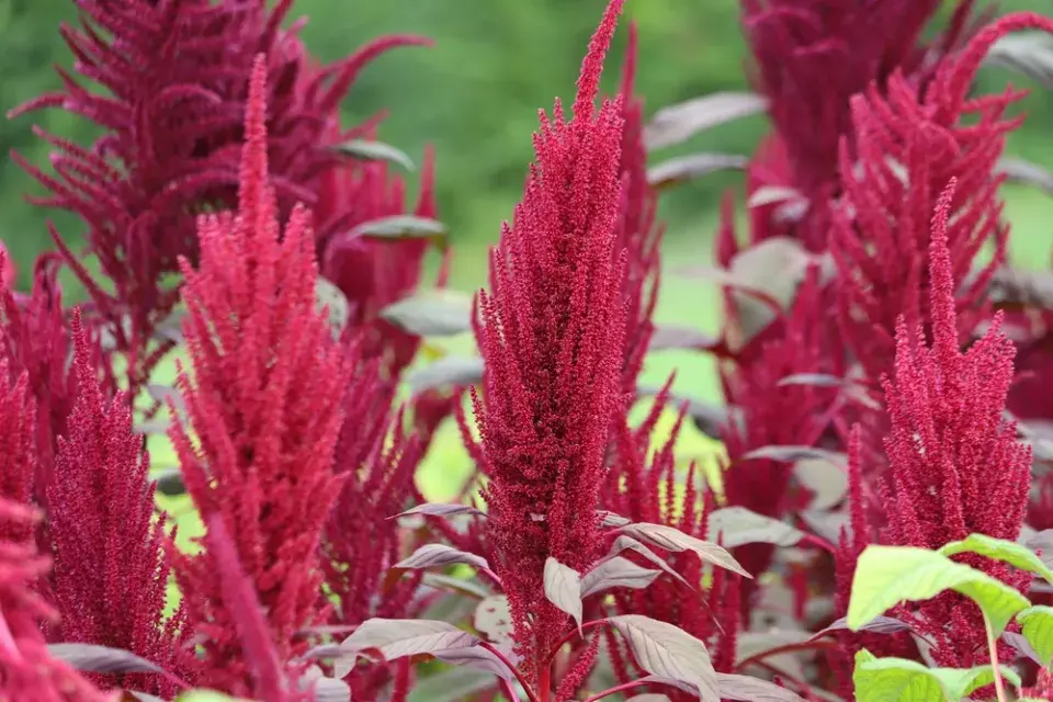 Laskavec (Amaranthus)