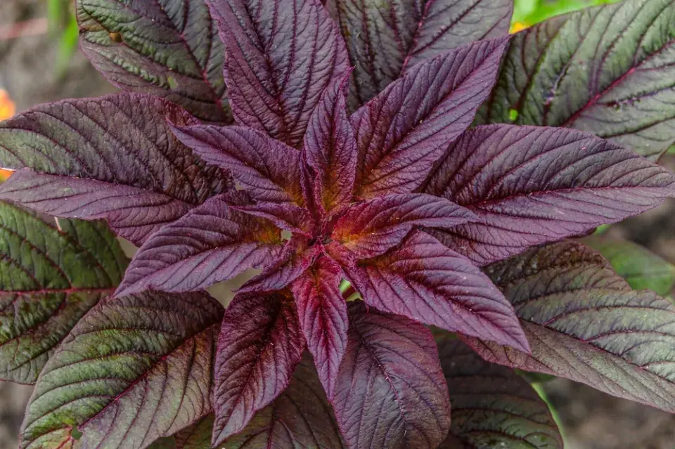 Laskavec (Amaranthus)