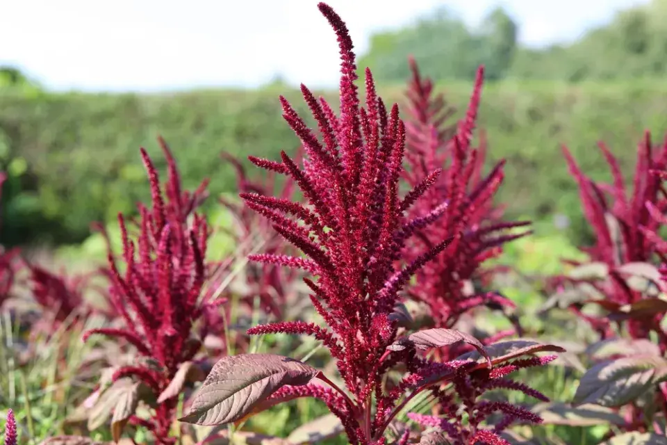 Laskavec (Amaranthus) 
