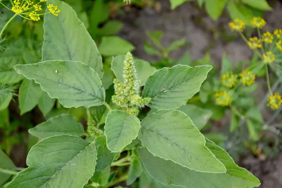 Laskavec (Amaranthus) 