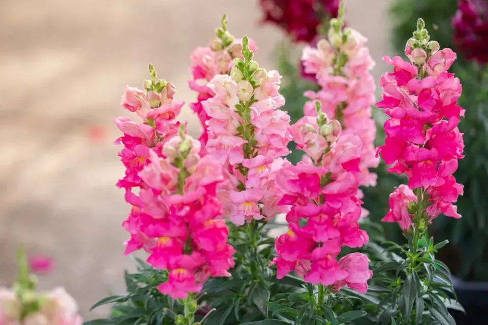 Hledík (Antirrhinum majus)