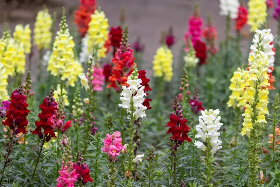 Hledík (Antirrhinum majus)