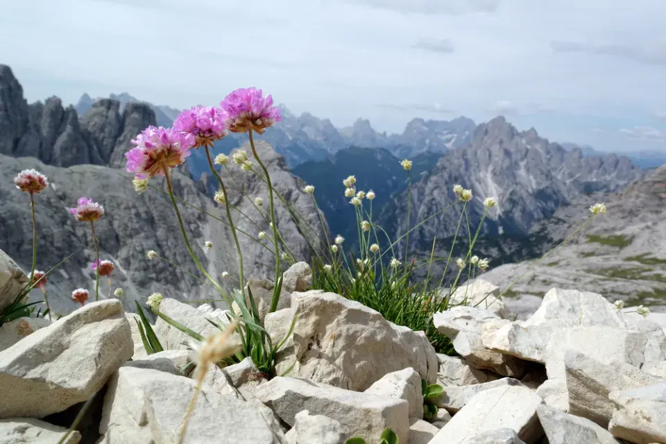 Trávnička (Armeria)