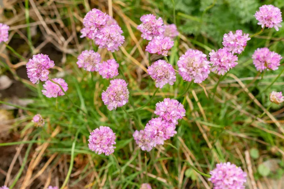 Trávnička (Armeria)