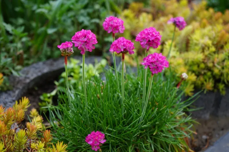 Trávnička (Armeria)