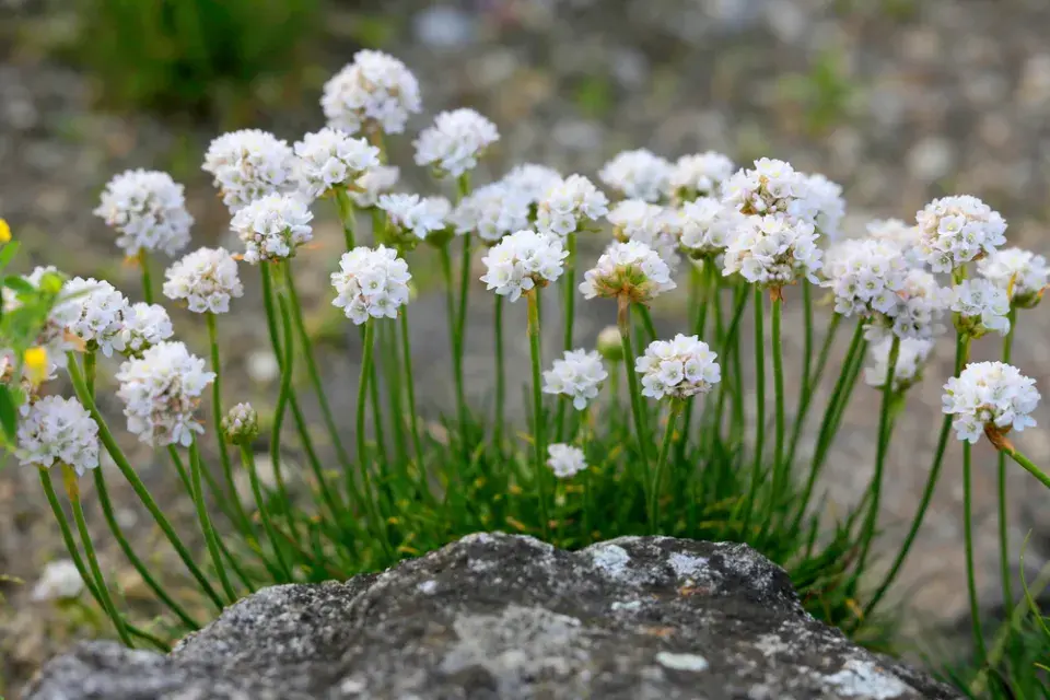 Trávnička (Armeria)