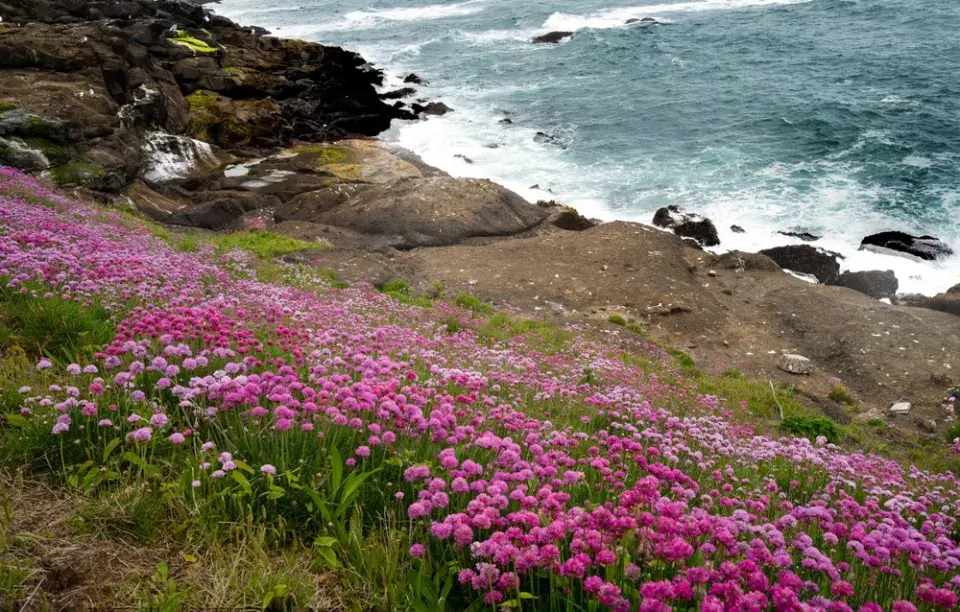 Trávnička (Armeria)