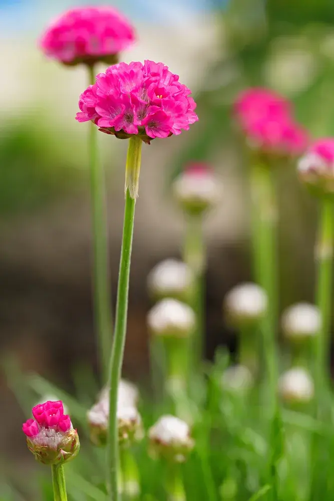 Trávnička (Armeria)