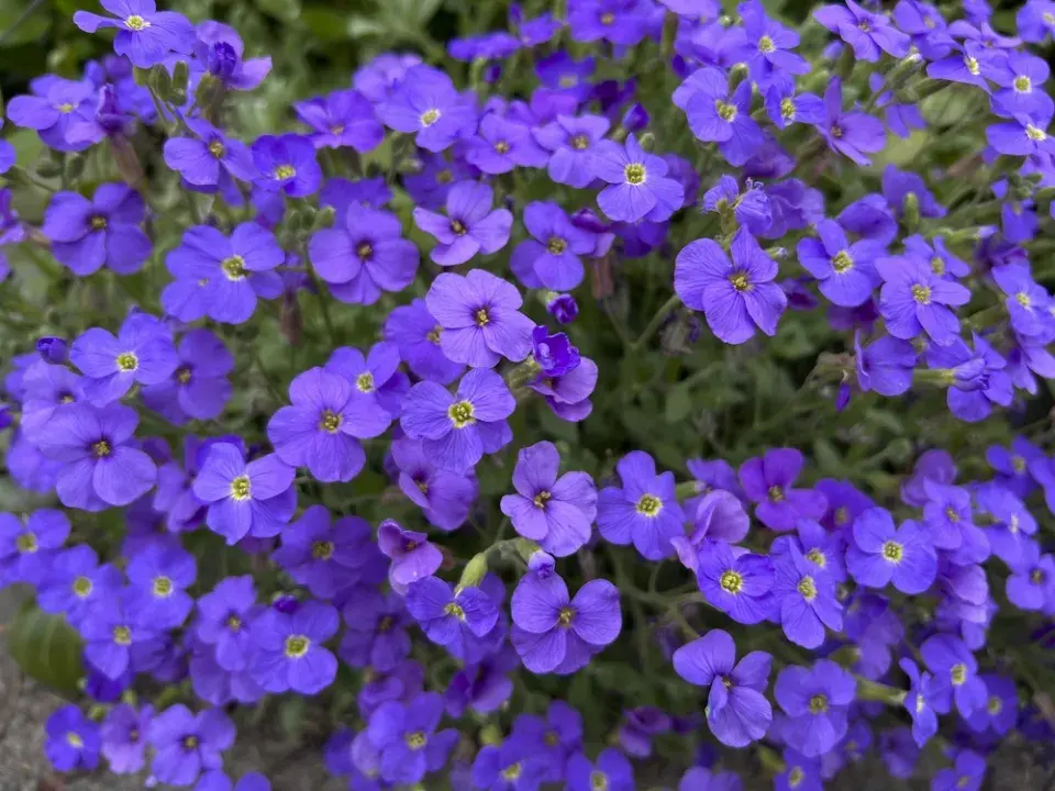 zahrada ve svahu