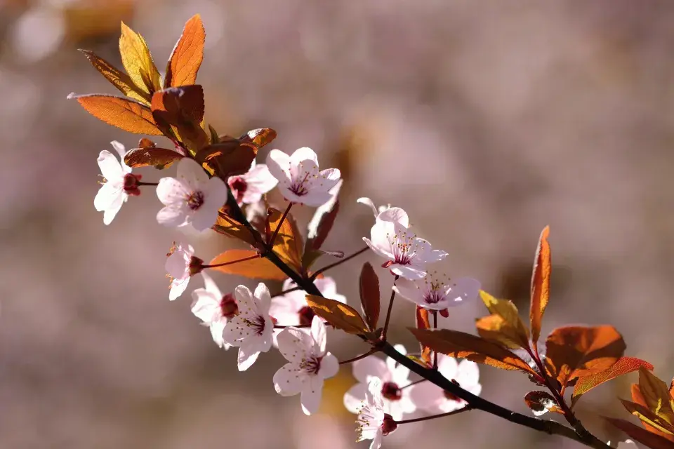 Hnědé květy třešní 