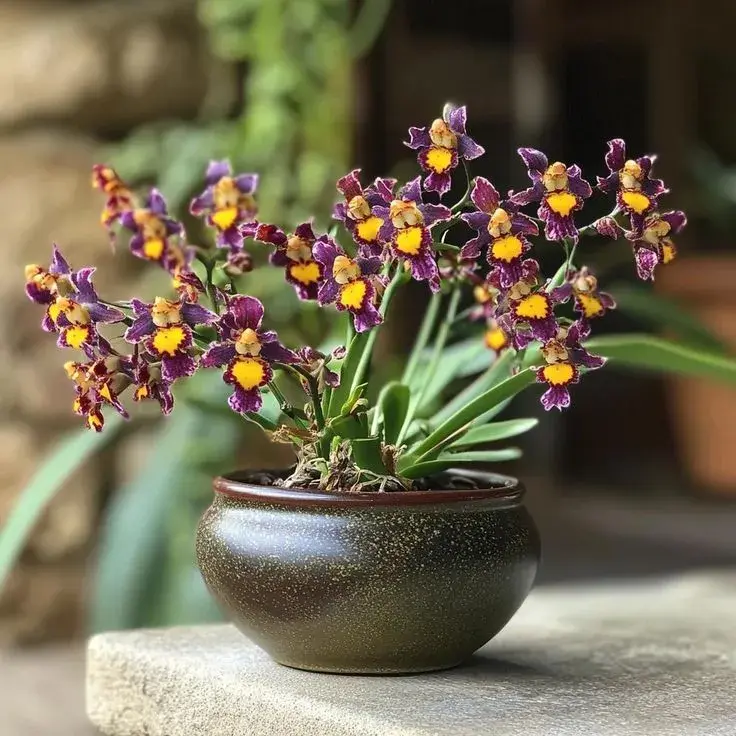 Neobvyklé orchideje, které vás překvapí vzhledem i vůní