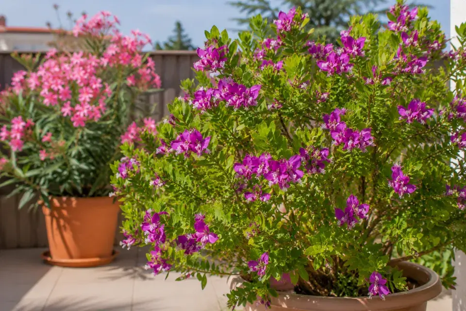 Vítod myrtolistý (Polygala myrtifolia) 