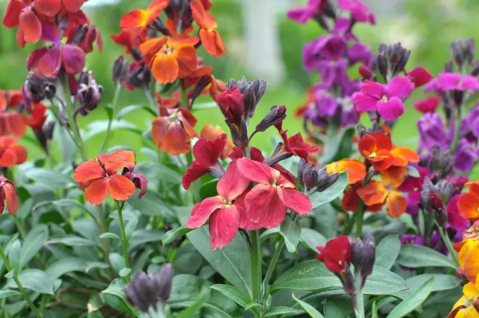 Chejr vonný (Erysimum cheiri)