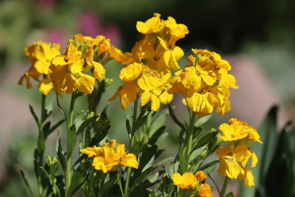 Chejr vonný (Erysimum cheiri)