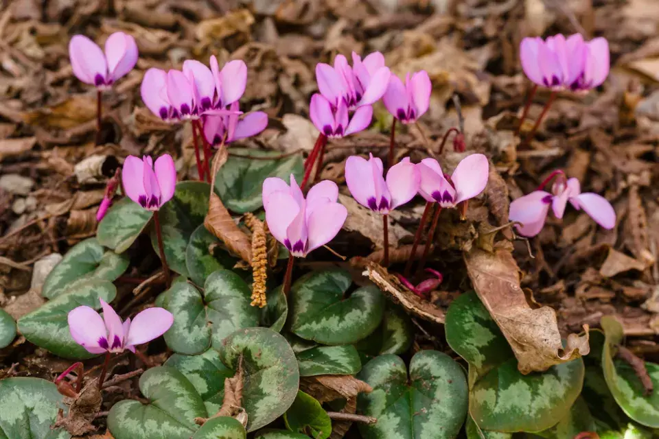 Brambořík jarní (Cyclamen coum)