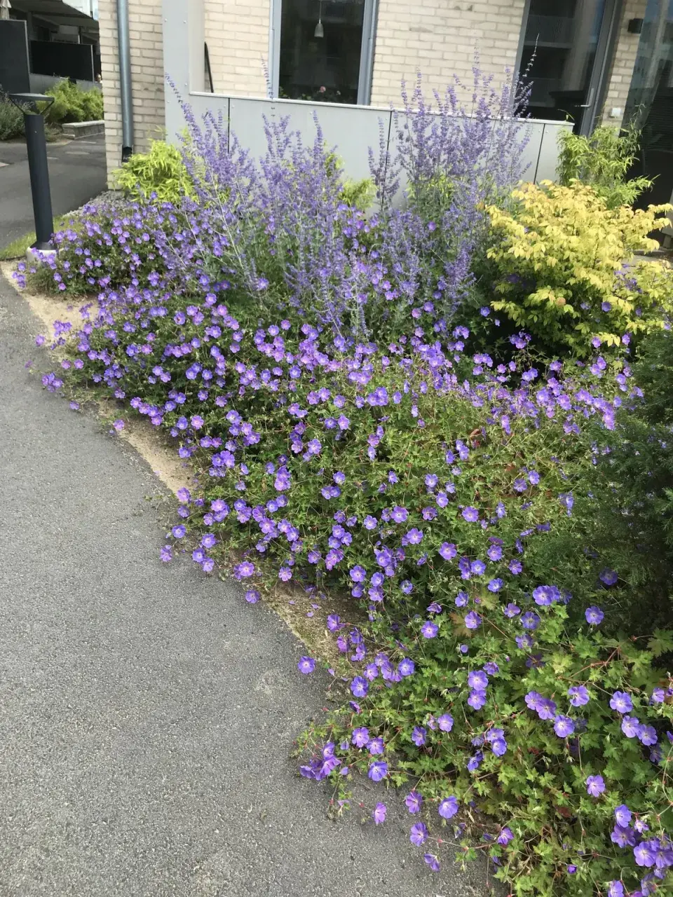 Geranium 