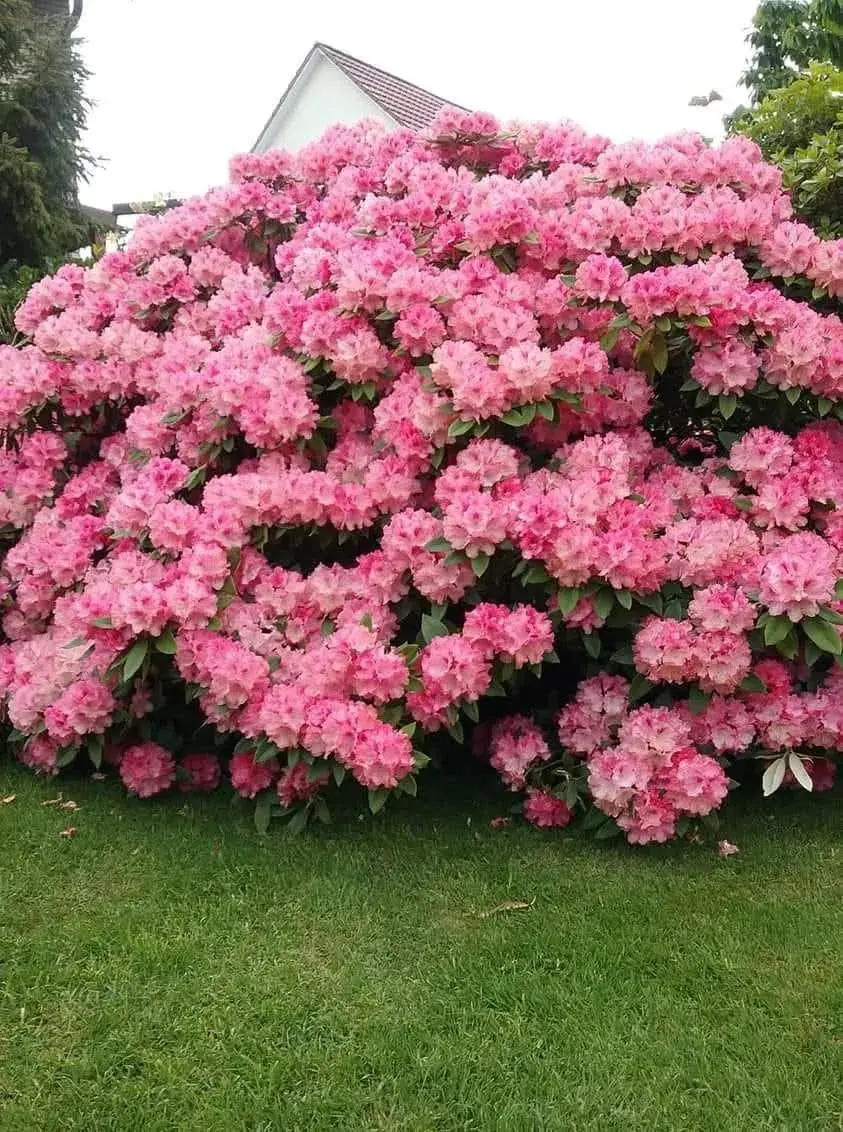 Rododendron 