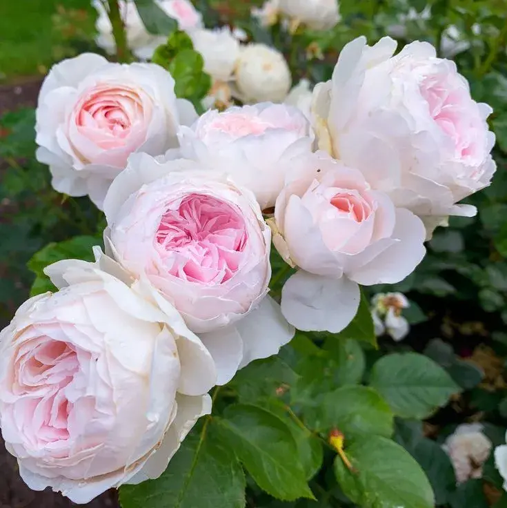 Herzogin Christiana