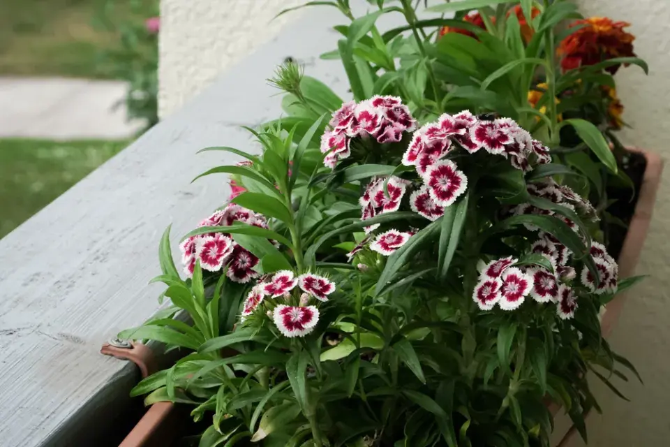 Hvozdík (Dianthus)