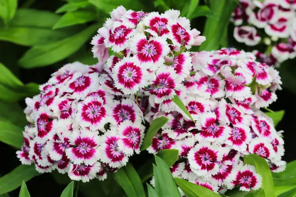 Hvozdík (Dianthus)