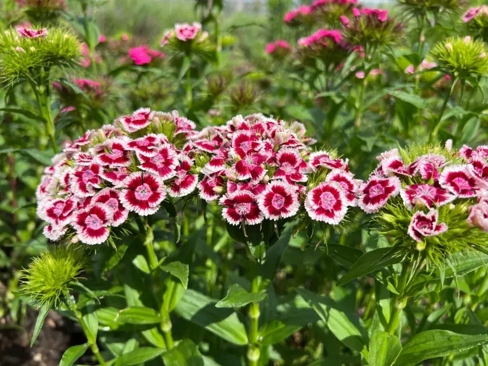 Hvozdík (Dianthus)