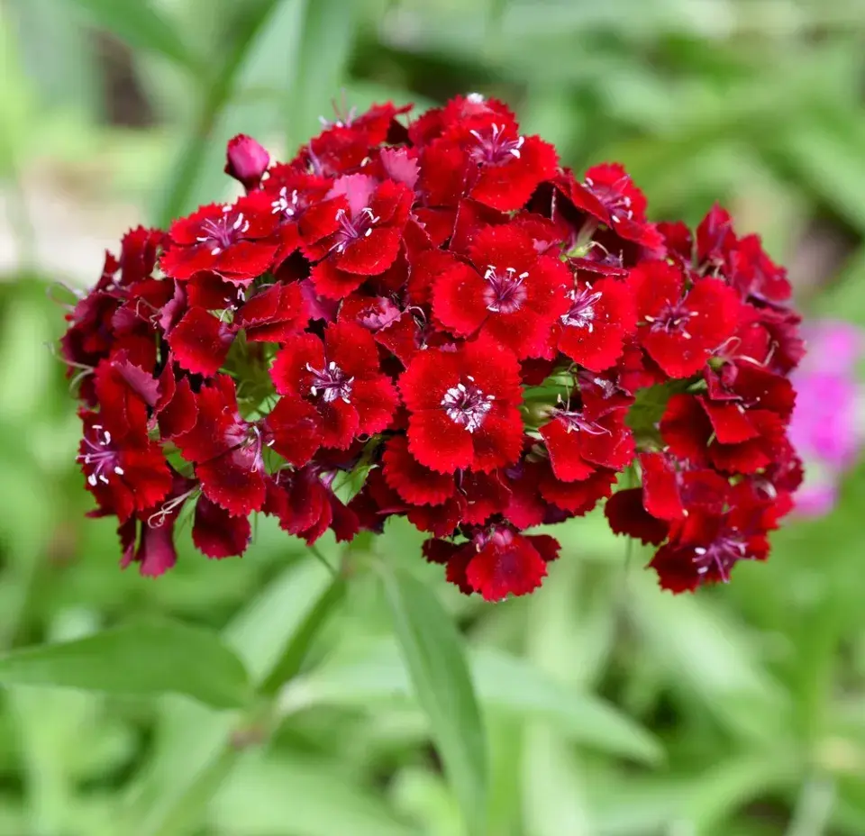 Hvozdík bradatý (Dianthus barbatus)