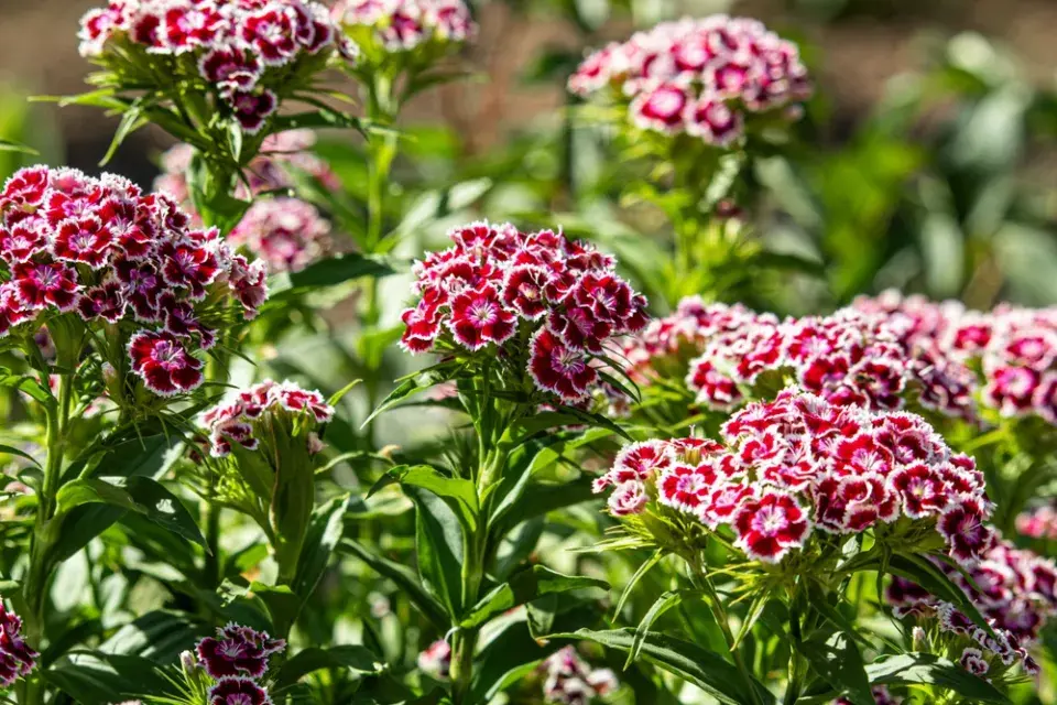 Hvozdík bradatý (Dianthus barbatus)