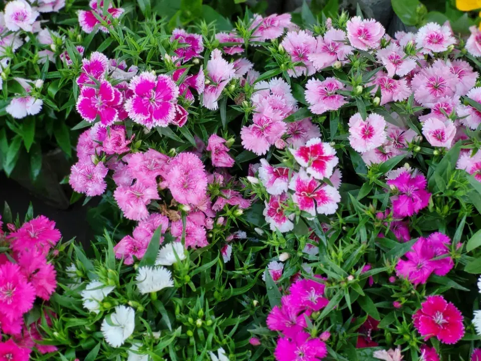 Hvozdík (Dianthus)