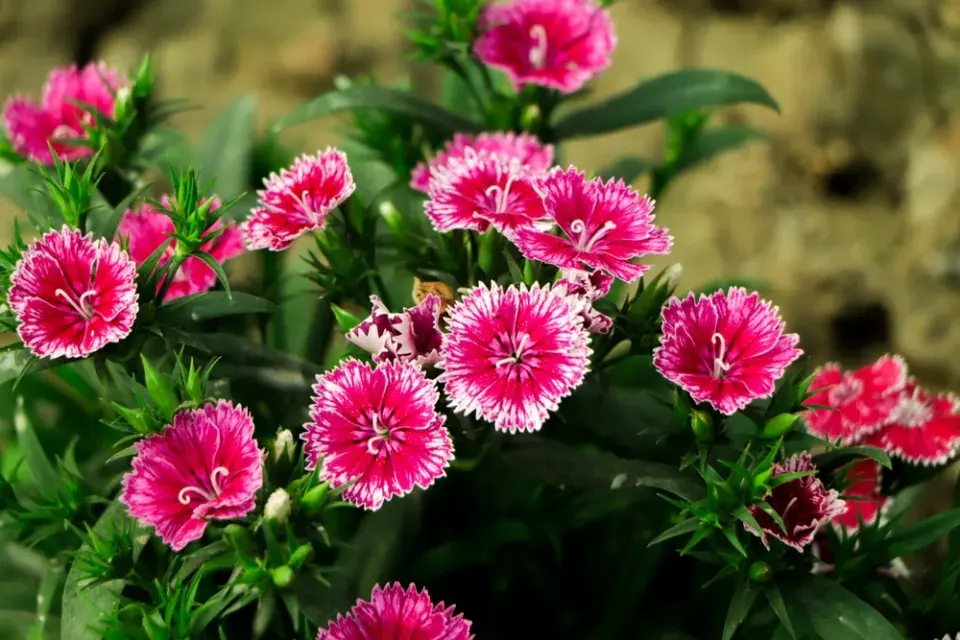 Hvozdík (Dianthus)