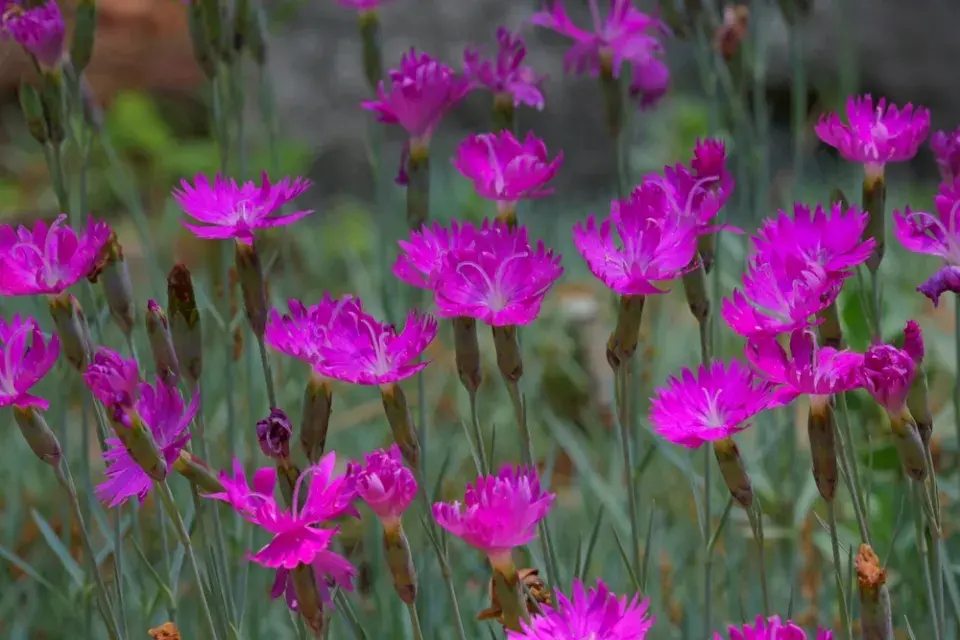 Hvozdík (Dianthus)
