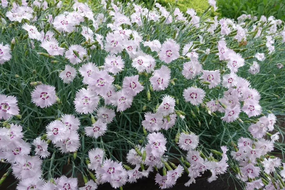 Hvozdík (Dianthus)