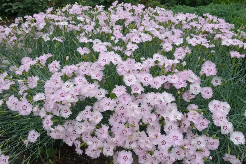 Hvozdík (Dianthus)