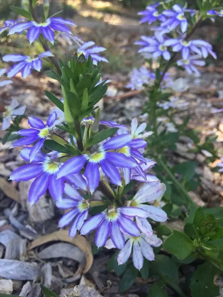 Scaevola taccada, vějířovka 