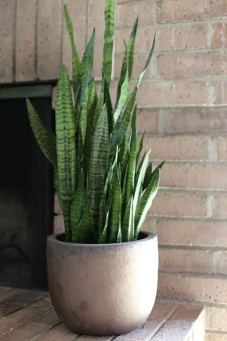 Sansevieria