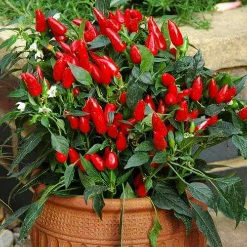 Chilli Loco