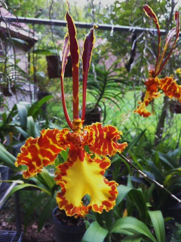 Neobvyklé orchideje, které vás překvapí vzhledem i vůní