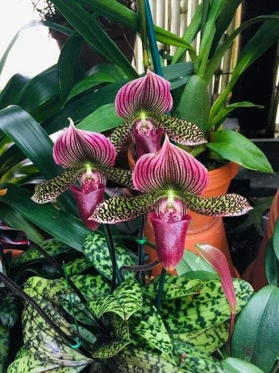 Neobvyklé orchideje, které vás překvapí vzhledem i vůní