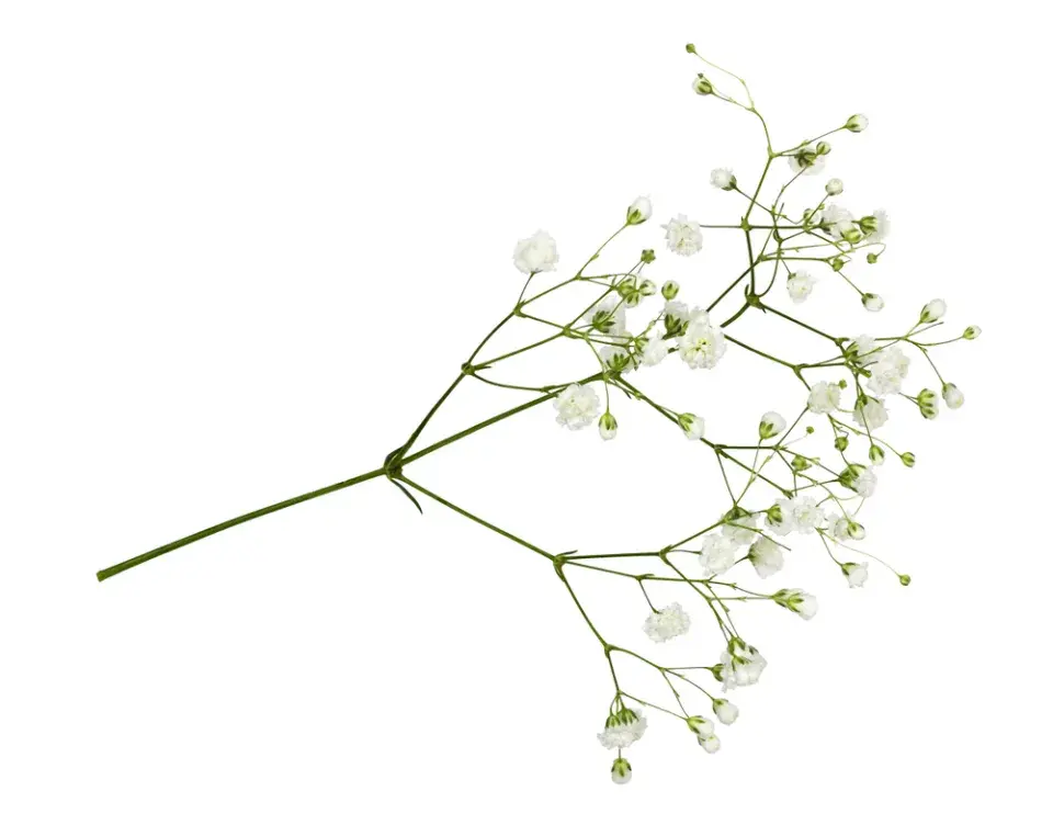 šater latnatý (Gypsophila paniculata)