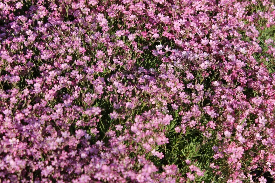 šater plazivý (Gypsophila repens)