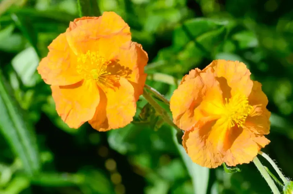 Devaterník (Helianthemum)