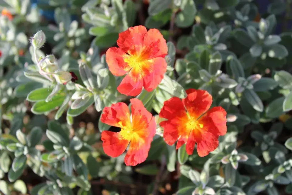 Devaterník (Helianthemum)