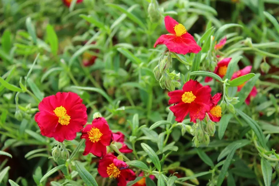 Devaterník (Helianthemum)