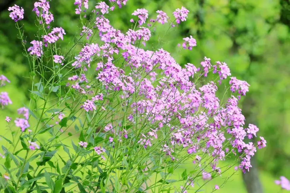 Večernice vonná (Hesperis matronalis)
