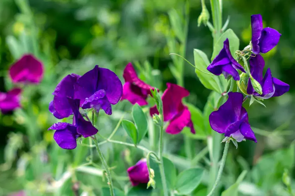 Hrachor vonný (Lathyrus odoratus)