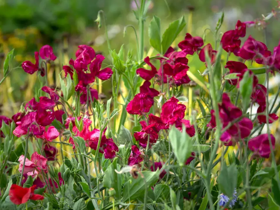 Hrachor vonný (Lathyrus odoratus)