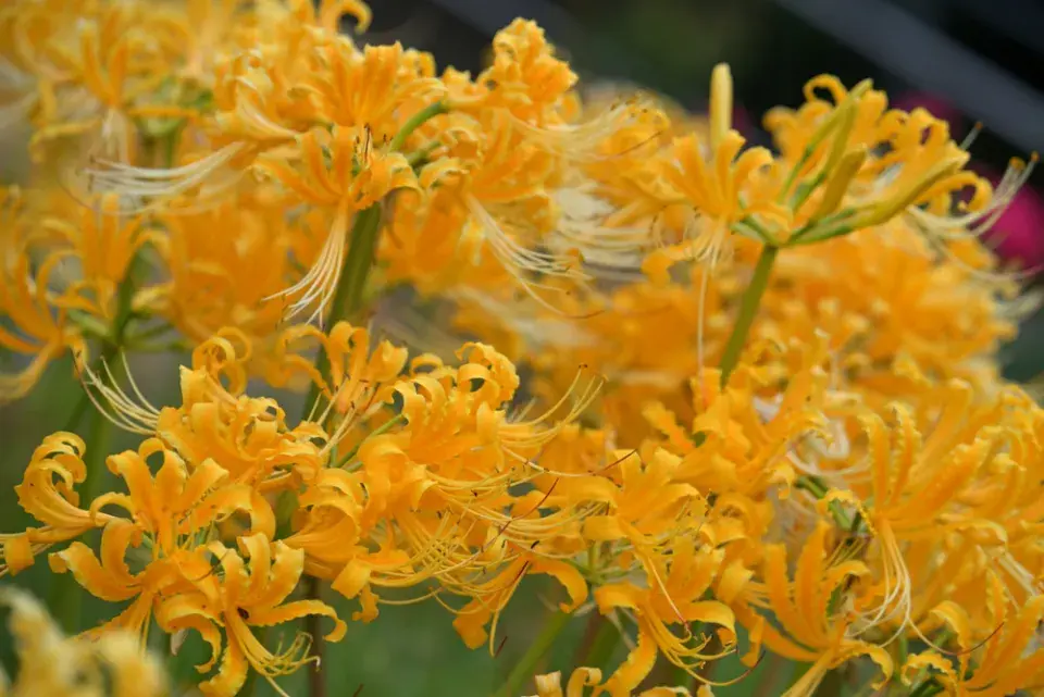 Pavoučí lilie (Lycoris)