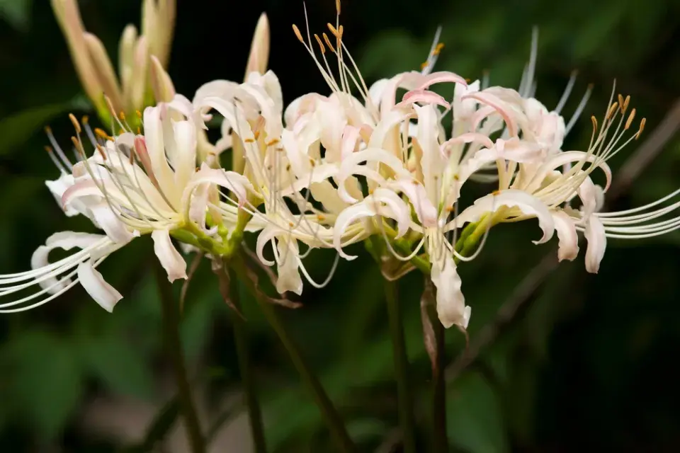 Pavoučí lilie (Lycoris)