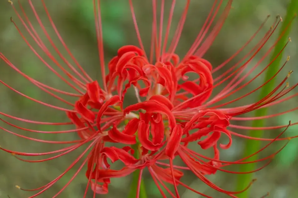 Pavoučí lilie (Lycoris)
