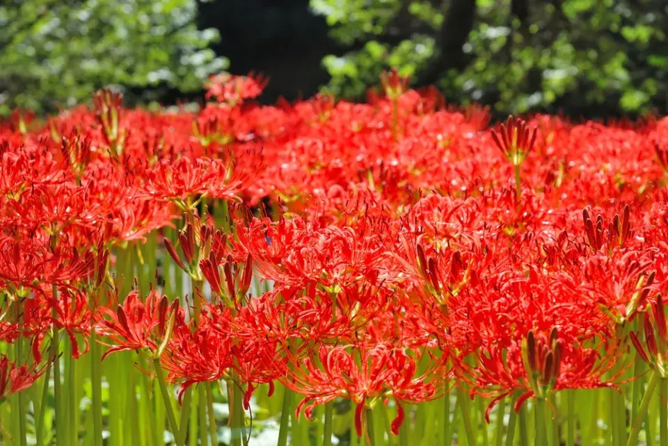 Pavoučí lilie (Lycoris)